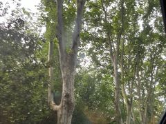 -紫金山天文台