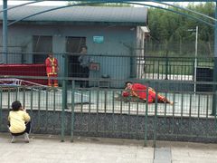-中国扬子鳄村