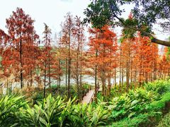 -重庆彩云湖湿地公园