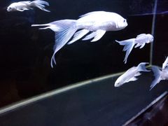 -zoonana室内动物园(东方福来德店)