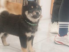 -柴犬小屋·柴餐厅·狗咖食堂(金鼎广场店)