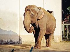 -合肥野生动物园