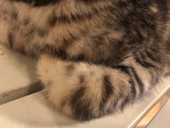 -Cappucimeow猫咪咖啡馆(韦伯时代店)