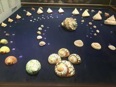 -青岛贝壳博物馆