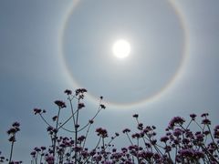 -紫颐香薰山谷景区