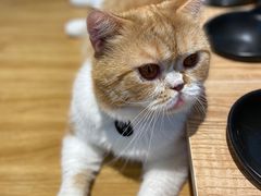 -啵啵喵·猫咖(攀华国际店)