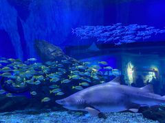 -海合安武汉极地海洋公园