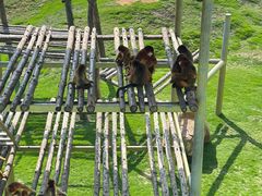 -西霞口神雕山野生动物世界