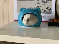 -每食每刻·皖北新民地锅鸡