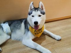 -Husky Go! 哈士奇体验馆·宠物咖啡厅狗咖