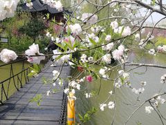 -南汇桃花村