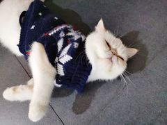 -Heymao猫咖.咖啡厅(东门店)