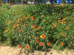 -永定河休闲森林公园