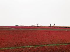 -红海滩国家风景廊道