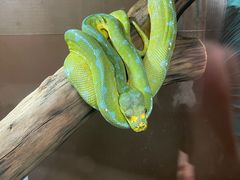 -上海大自然野生昆虫馆(东方明珠·爬宠昆虫探索中心)