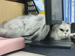 -宠颐生猫科·内科皮肤科(西平世纪城店)