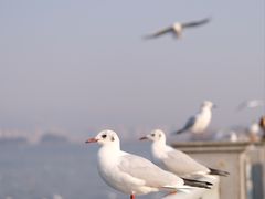 -海埂大坝