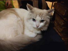 -more than meow吴止猫主题餐厅(承德 中船汇店)