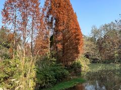 -桤木河湿地公园