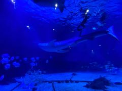 -烟台海昌鲸鲨海洋公园