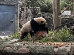 -都江堰中华大熊猫苑