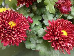 -菊花台公园