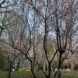 百花齐放
