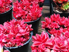 -三圣花乡旅游区