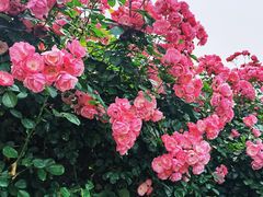 -上海科技馆(地铁站)