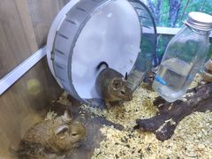 -酷以爬仙阁实体爬宠店·守宫·蜥蜴·专业繁育