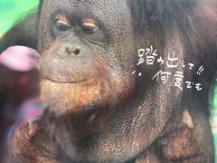 -泉州海丝野生动物世界