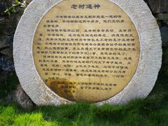 -千年银杏谷文化旅游区