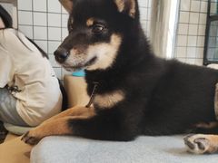 -柴务处·柴犬主题狗咖