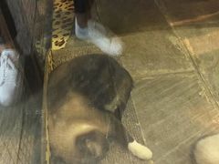 -猫咪博物馆(顶澳仔猫街店)