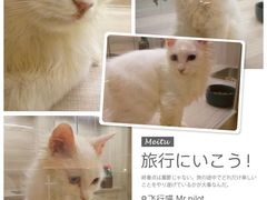 -飞行喵MR PILOT|猫舍·猫咖(静安大融城店)