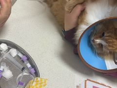 -瑞派康怡24h宠物医院·犬猫医疗中心·微创绝育(瑞景分院)