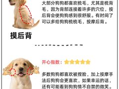 -翊宠yipet猫狗购宠庄园