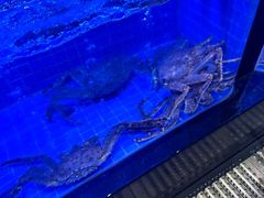 -青蓬蒸汽海鲜·深圳老字号·团建聚会(壹方城店)