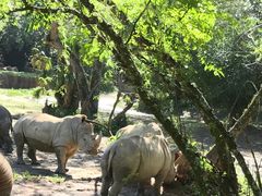 -奥兰多迪士尼动物王国乐园