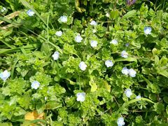 -合肥滨湖国家森林公园