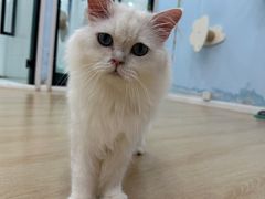 -1013 PET SHOP 宠物商店(近铁城市广场店)