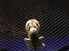 -珠海横琴长隆《卡卡虎奇遇记》