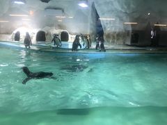 -北戴河圣蓝海洋公园