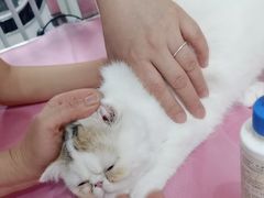 -北京观赏动物医院·24小时大型综合·猫专科·异宠专科