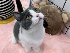 -1013 PET SHOP精品宠物商店(丁香店)