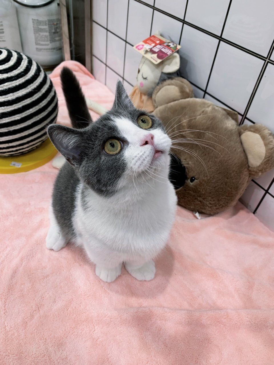 肖战同款"矮脚猫",原来有这么多优点,养了才知道香