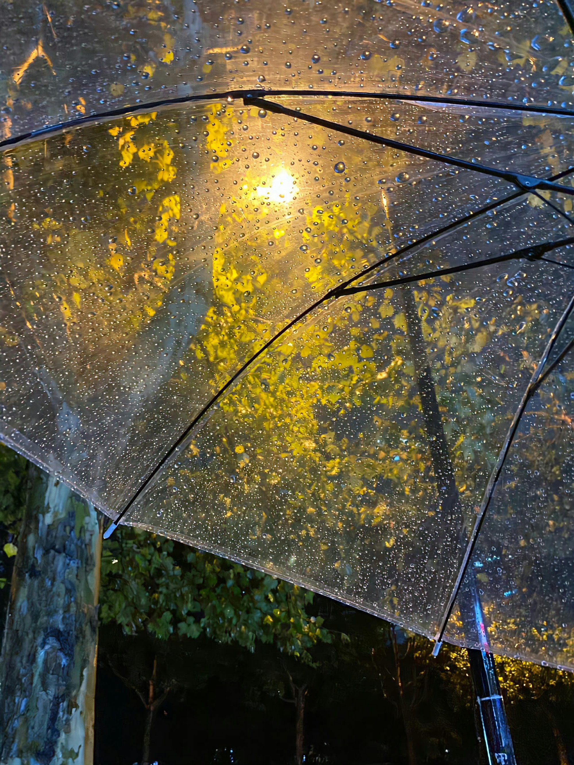 大雨的图片唯美 雨景图片