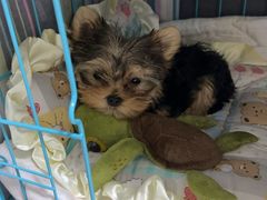 -FAELING PETS美天灵宠物(富力广场店)