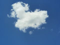 -红满天红焖羊排(大西菜行店)