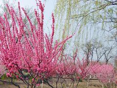 -永定河休闲森林公园